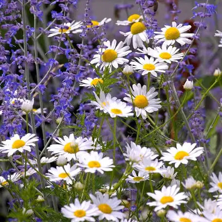 Lavender Chamomile Soy Candle