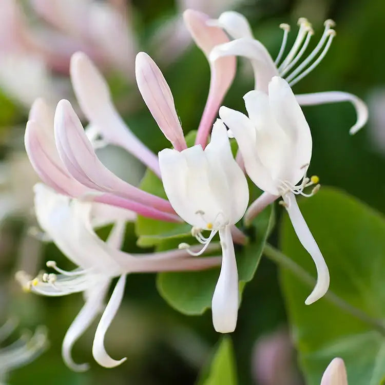 Honeysuckle Natural Soap Bar