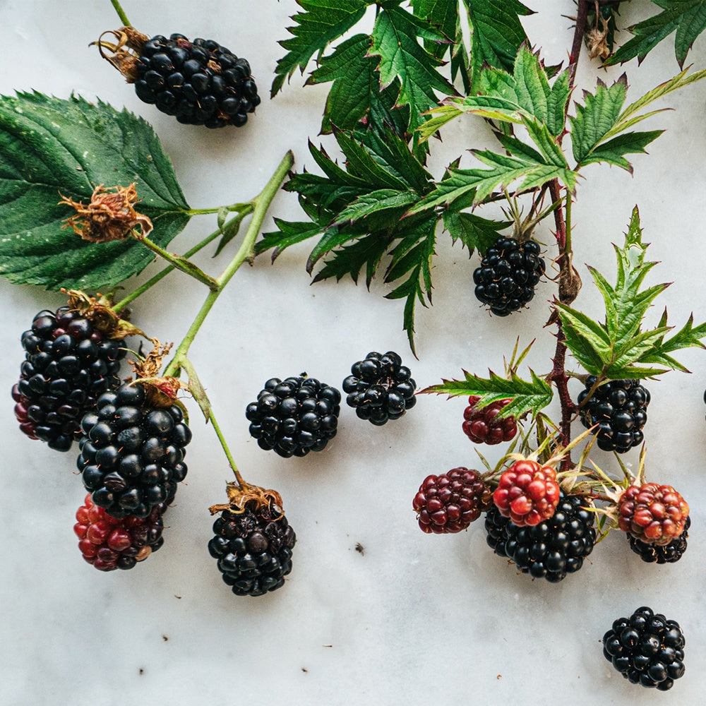 Blackberry Sage Soy Candle