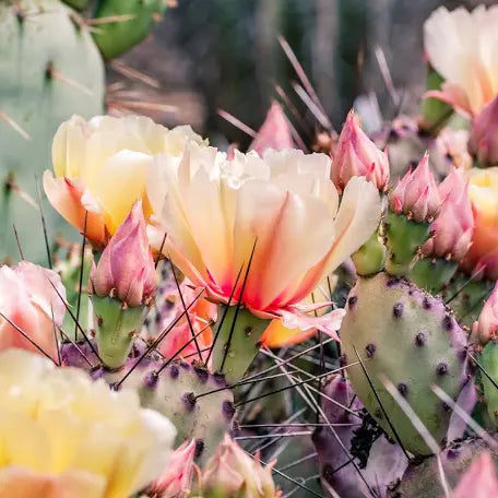 Cactus Blossom Room & Linen Spray
